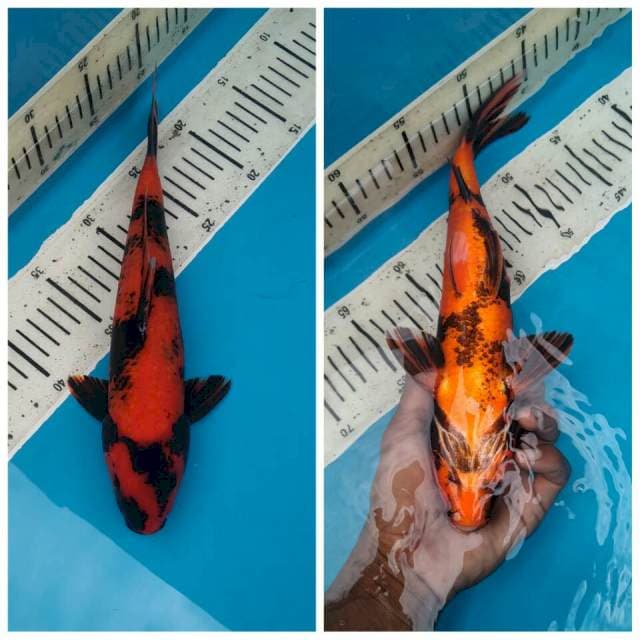 Utsuri 30cm, Male