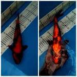 Utsuri 30cm, Male