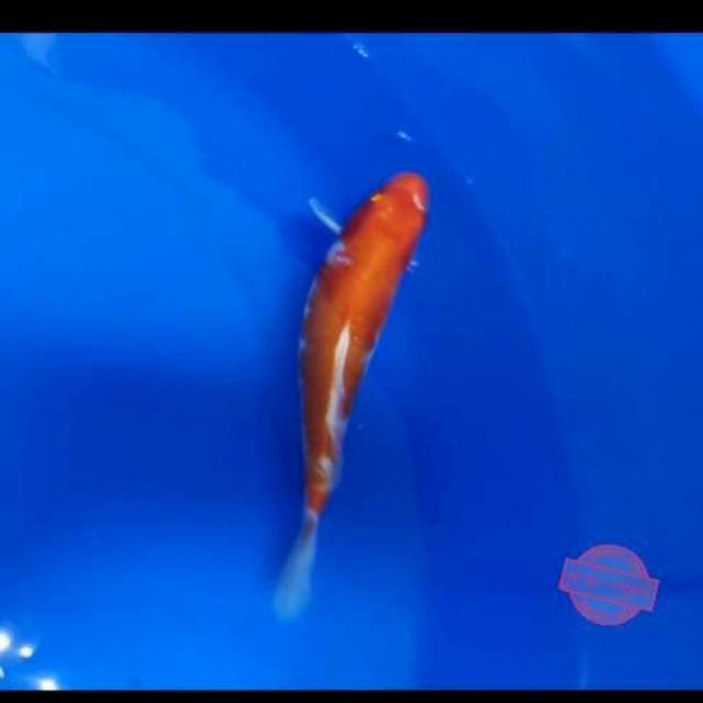 Kohaku Doitsu 20 cm