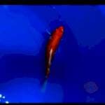 Kohaku Doitsu 20 cm