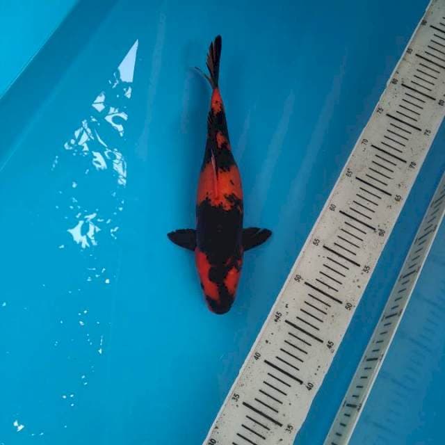33cm Hiu Blackred /Fml