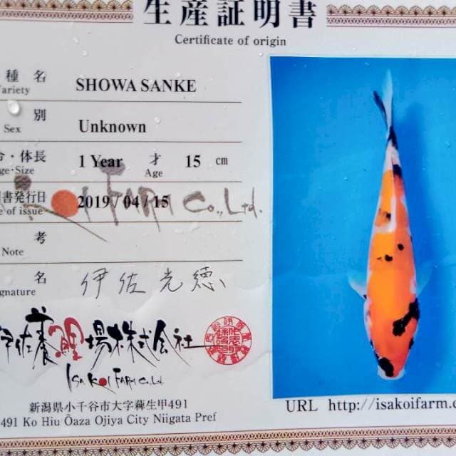 Showa isa farm import