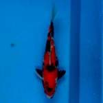 Original showa 36cm