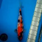 Original showa 40cm