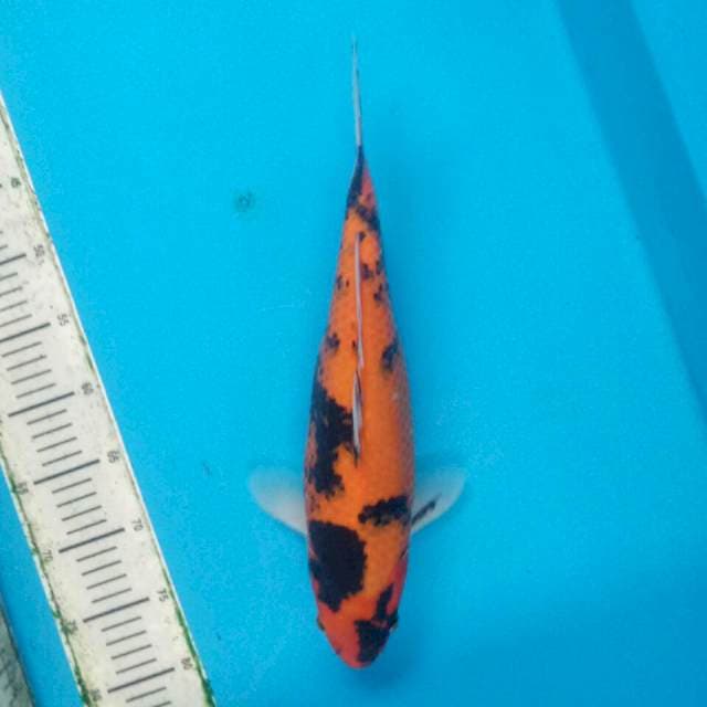 Original showa 40cm