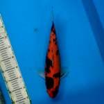 Original showa 40cm