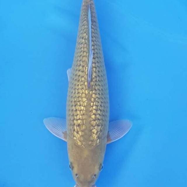 GINDRIN MIDORI 37CM