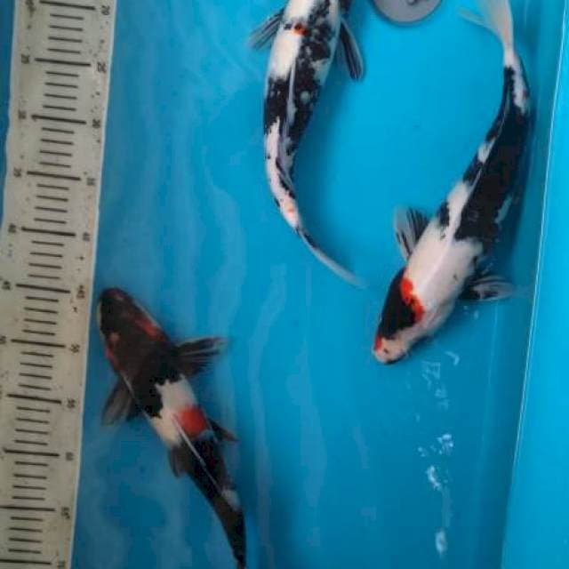 Mix koi 34/34/37cm