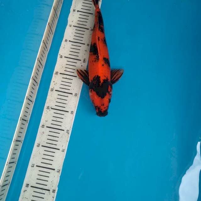 Utsuri 39cm Male