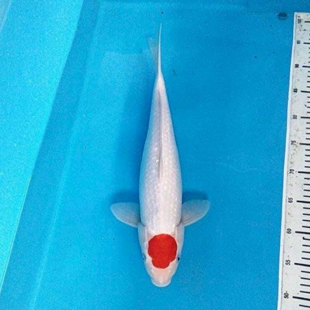 Tancho Original Kohaku Ginrin Koleksi 