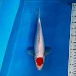 Tancho Original Kohaku Ginrin Koleksi 