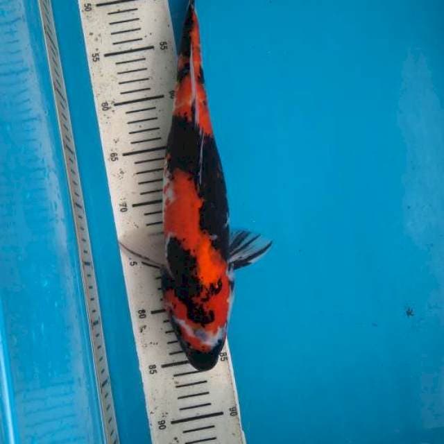 Showa 40cm Female