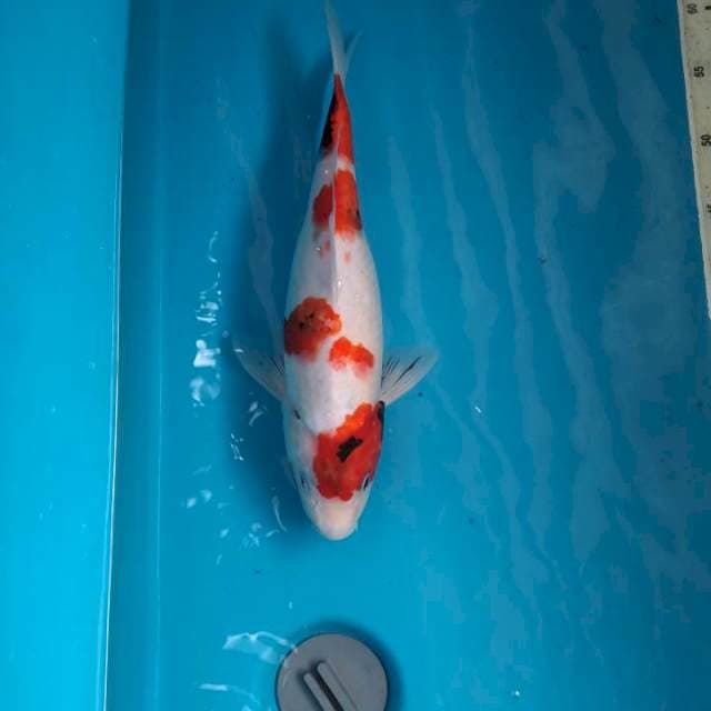 Tategoi Showa 35cm Fml