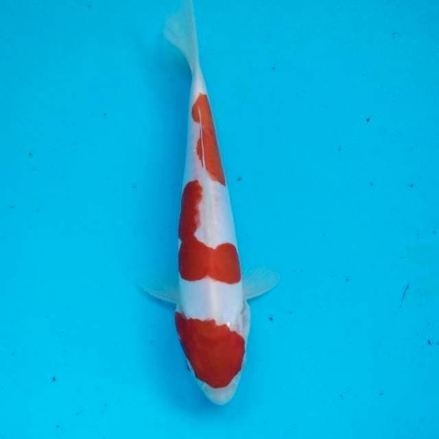 kohaku doitsu