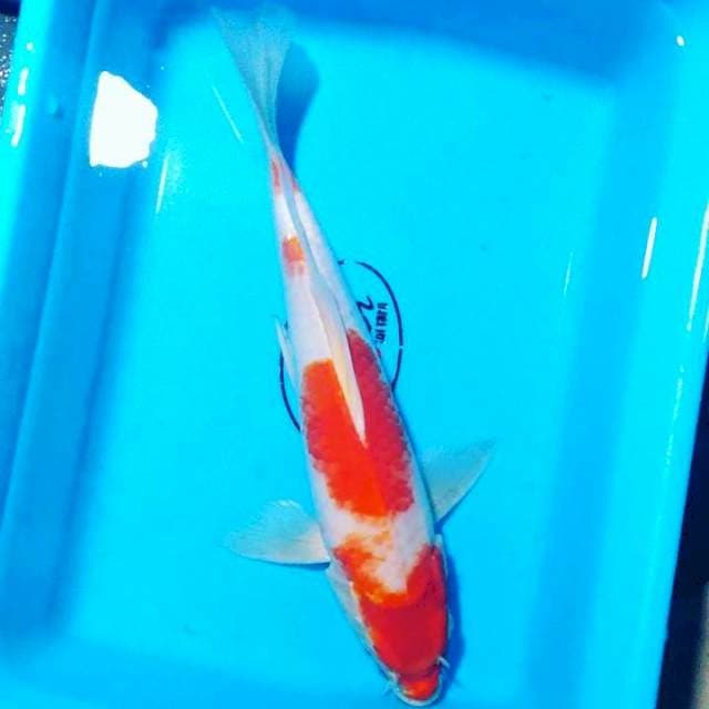 Kohaku sleyer 35 cm
