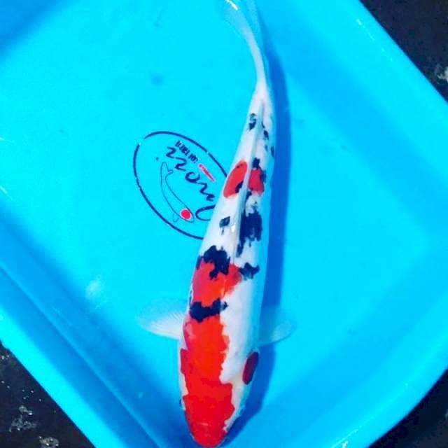 Sanke doitsu 34cm
