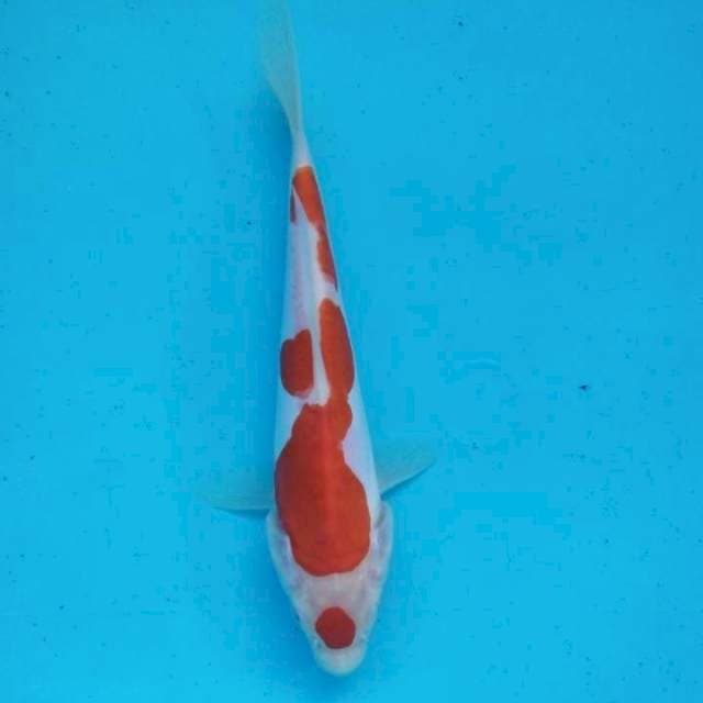 Kohaku maruten doitsu ori