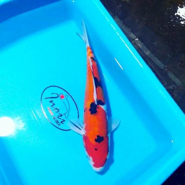 Sanke doitsu 29cm