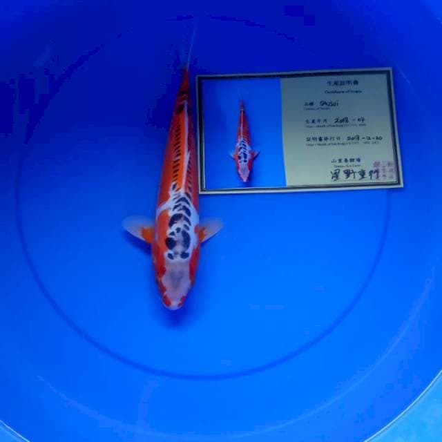 Shusui import serti