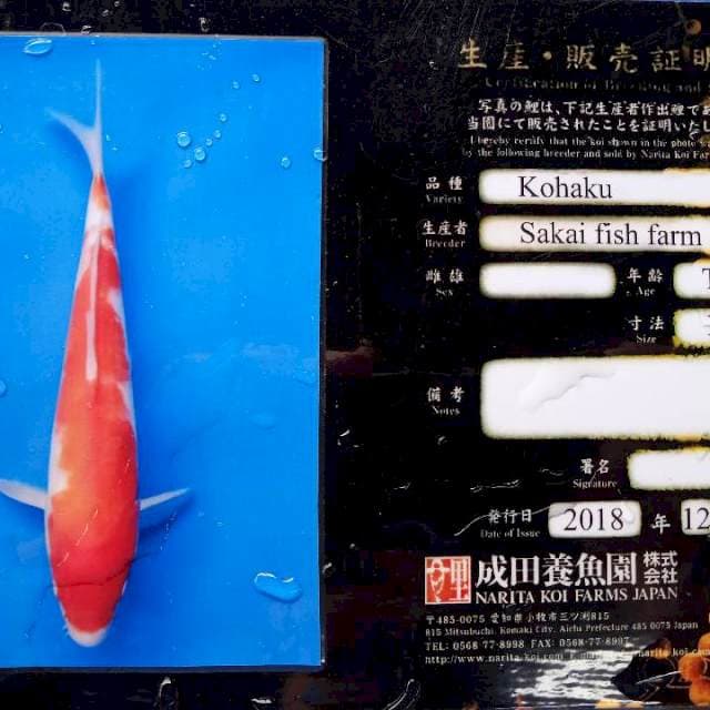 Kohaku import male