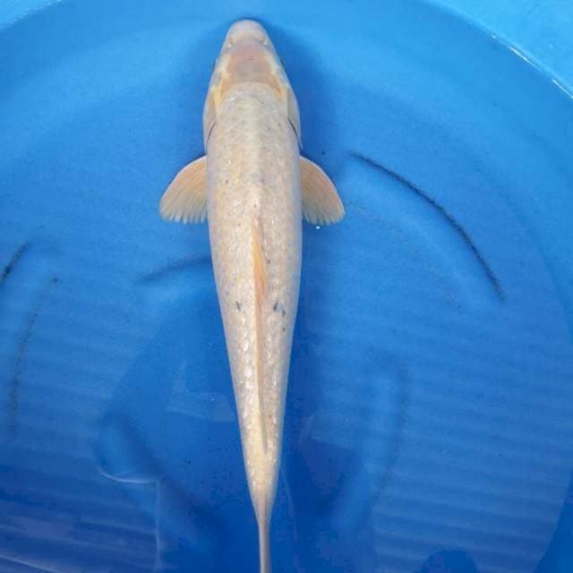 Ogon Putih 52 cm