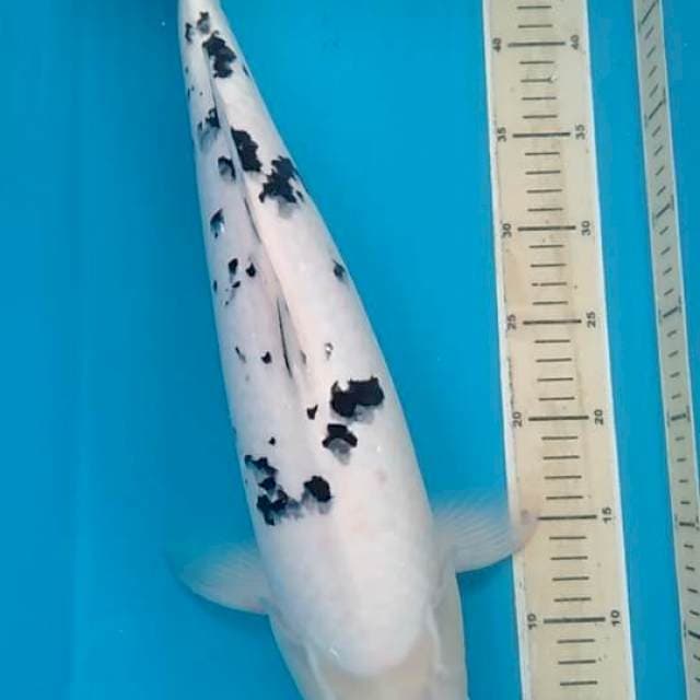 Bekko 50cm.