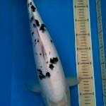 Bekko 50cm.
