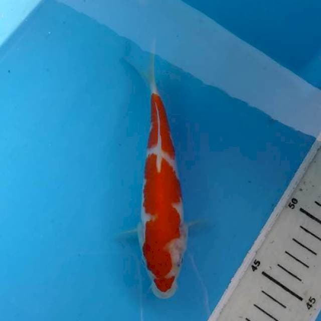 Kohaku 17cm
