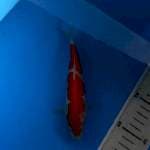 Kohaku 17cm