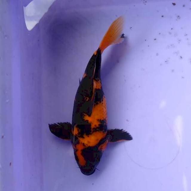 Tamasaba lokal -+20cm