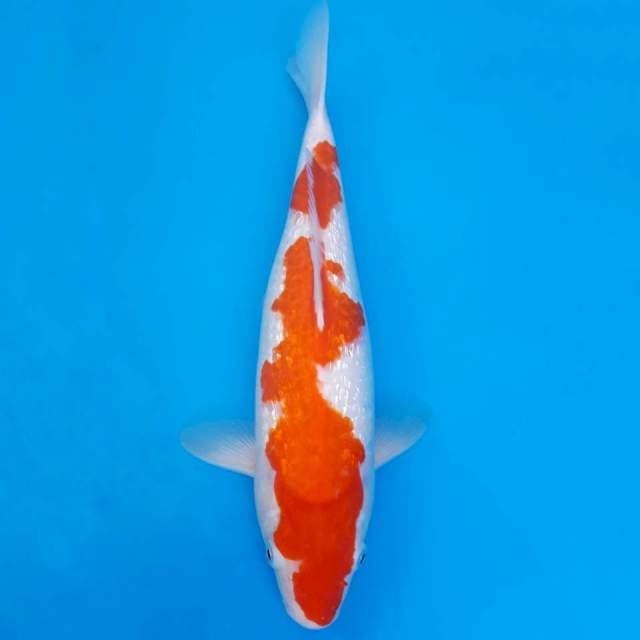 Ginrin kohaku 37cm