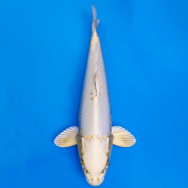 Doitsu mukashi 41cm