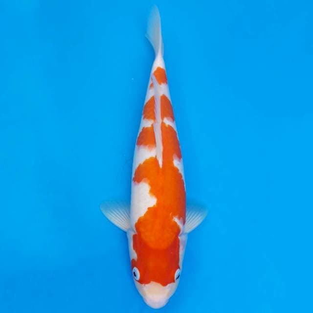 Kohaku 37cm