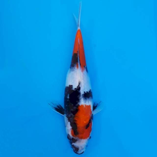 Showa 23cm