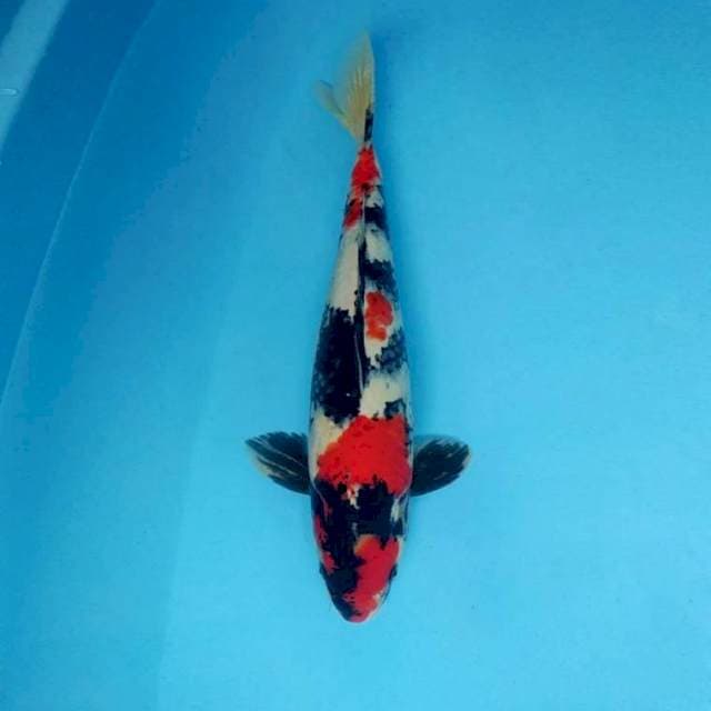 FURY 4 - SHOWA SANSOKU ®