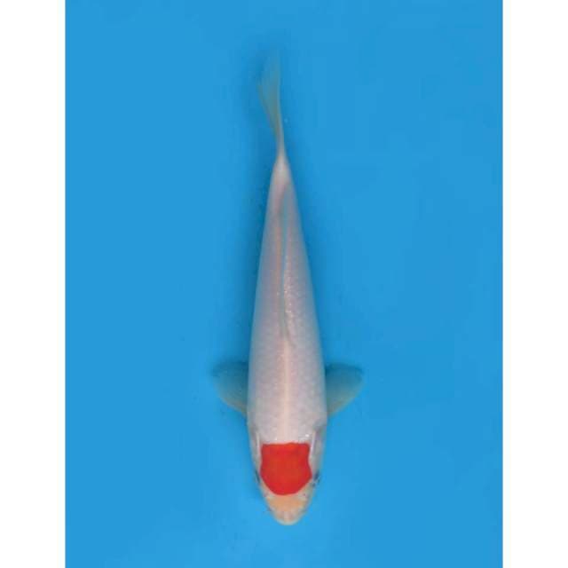 Tancho Kohaku ORI , 25cm 