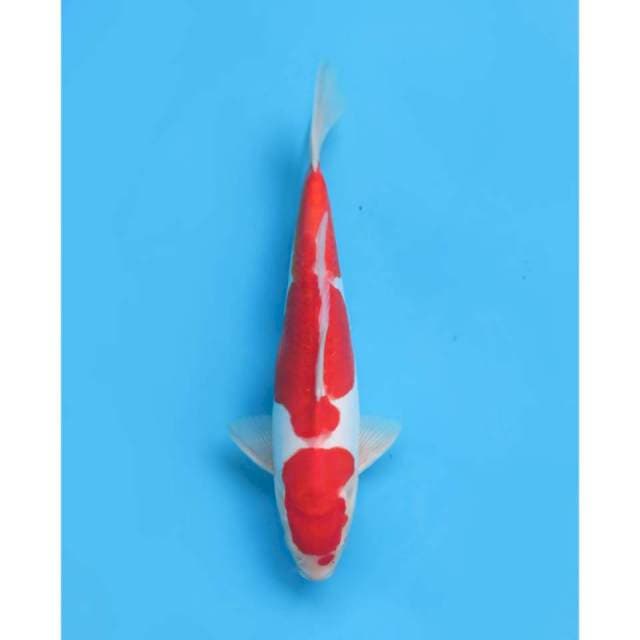 Kohaku Doitsu Mulus, 30cm - male 