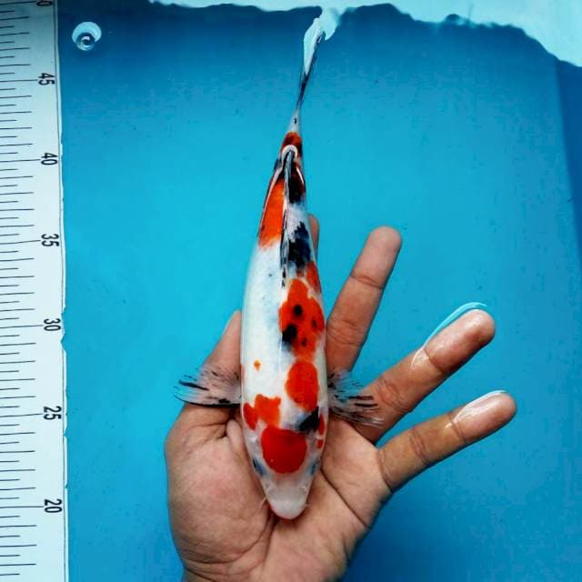 1. Maruten Showa Ori || 26 cm