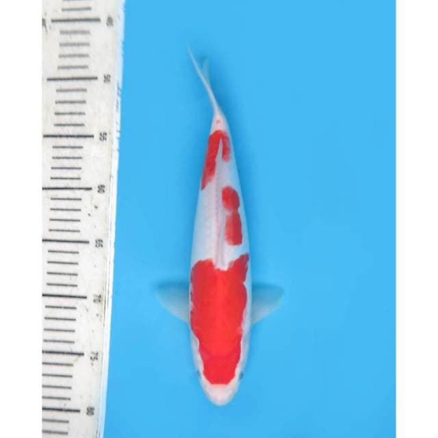 Sandan Kohaku , 30cm - Male