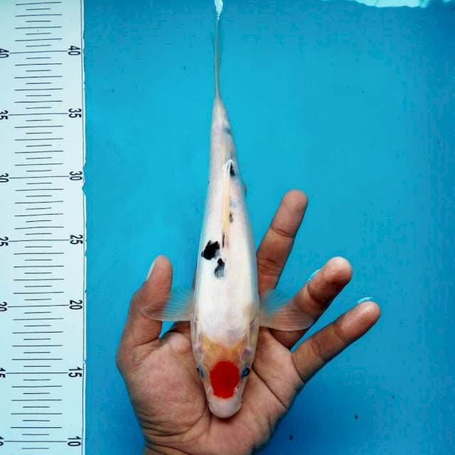 2. Tancho Sanke Doitsu Ori || 28 cm