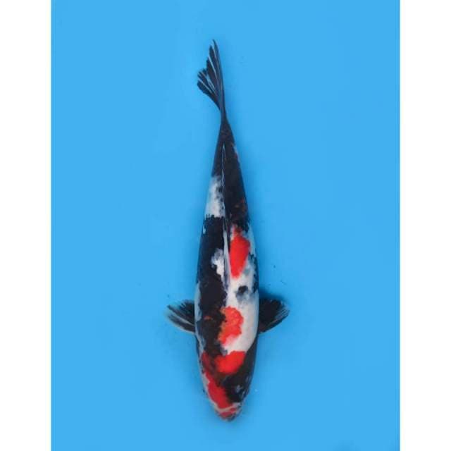 Showa Jumbo, 42cm - Female 