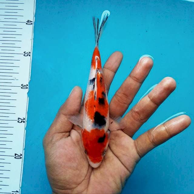 4. Showa Centaur || 20 cm