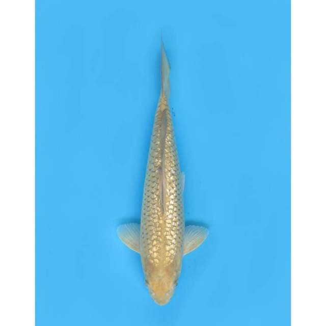 Midorigoi Full Ginrin , 38cm - Male