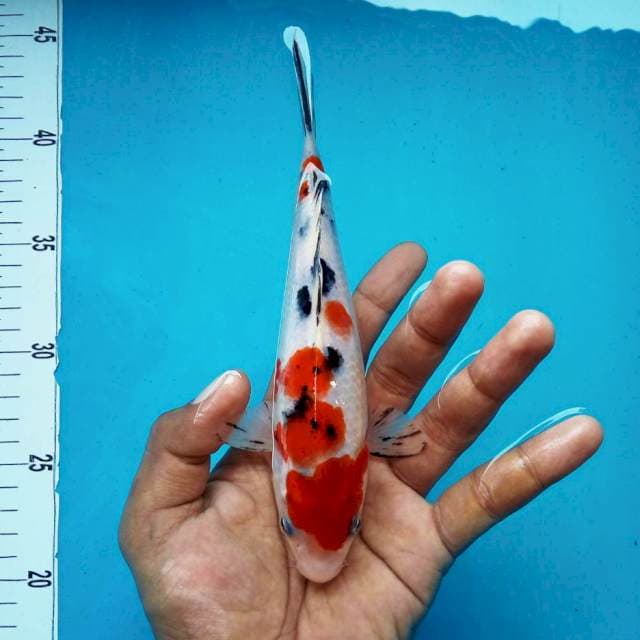 5. Sanke Medium || 25 cm