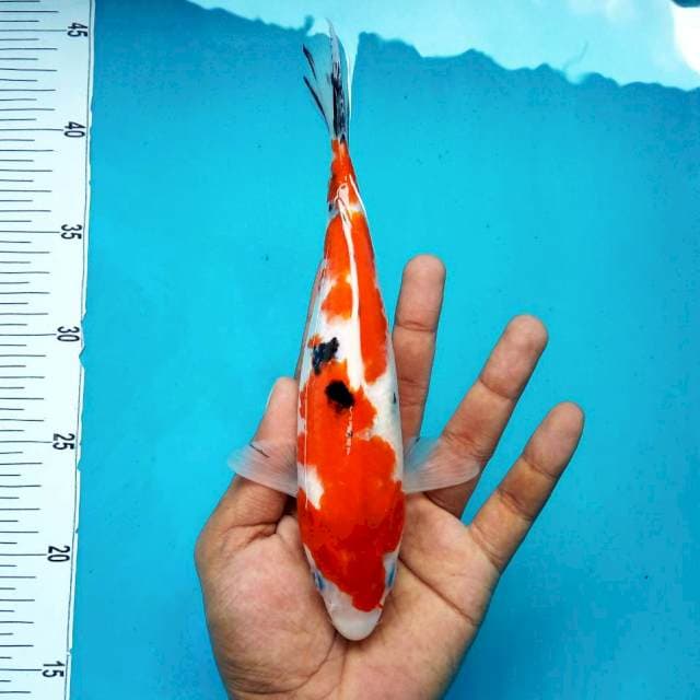 7. Sanke Medium || 28 cm