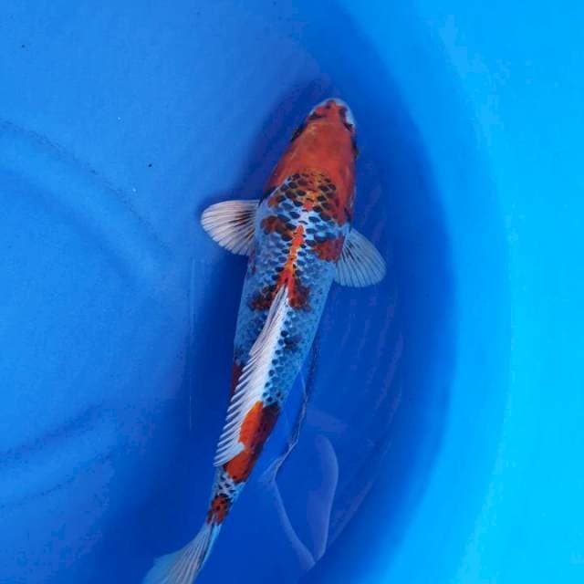 Mina Kamil Farm 37 cm kojyaku