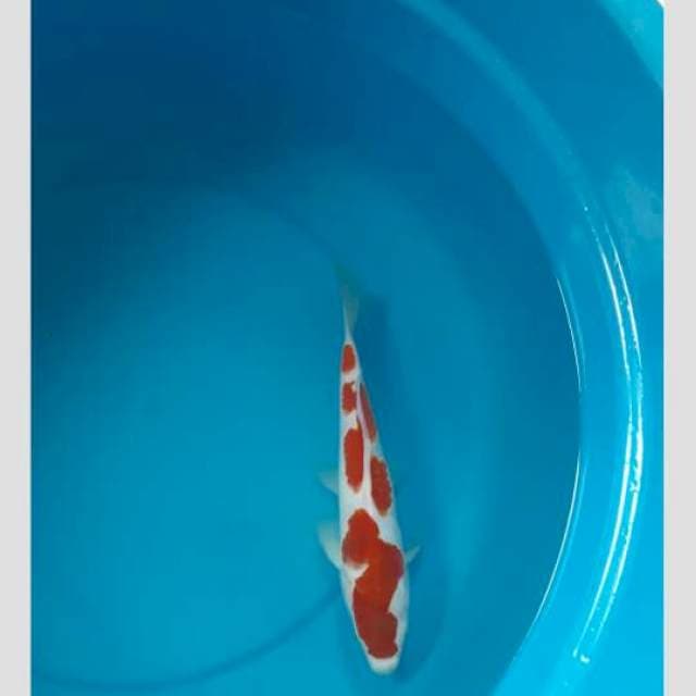 super kohaku sq obral murmer 30bu