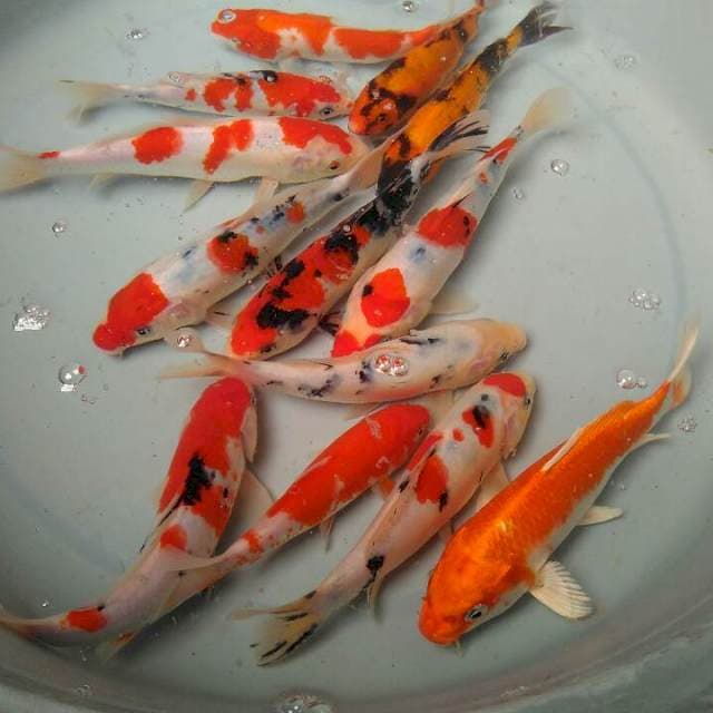 Mix Koi Tategoi
