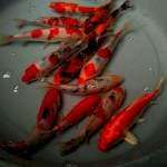 Mix Koi Tategoi