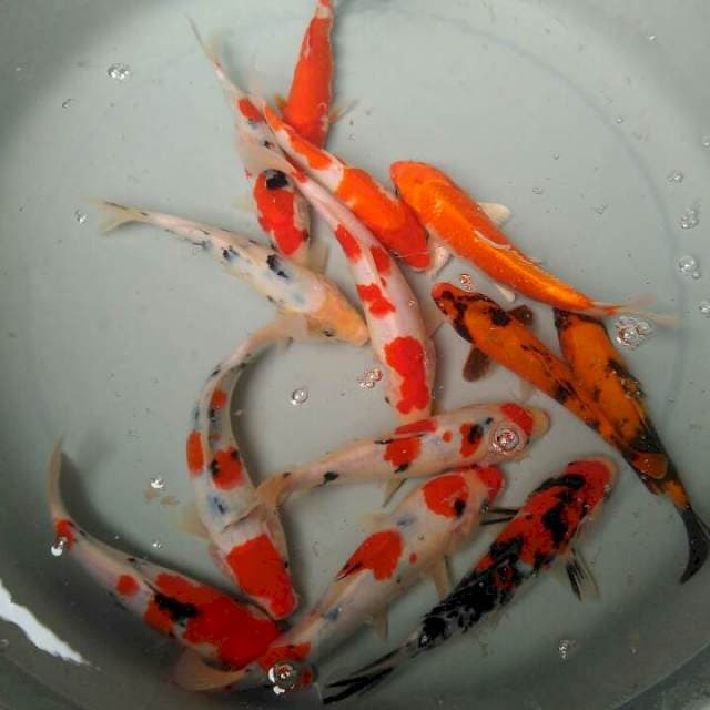 Mix Koi Tategoi